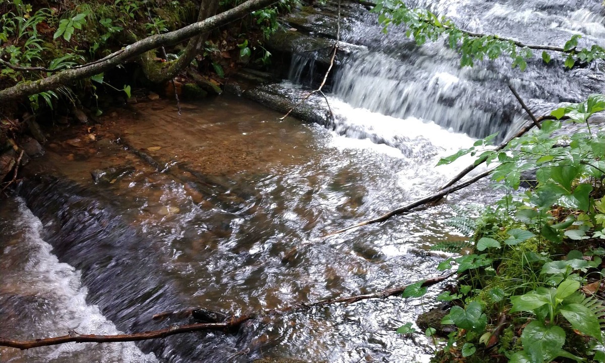 Spruce Pine Apartment | Cottage Apartment -Wild Rose Suite-Nostalgic Nature Retreat