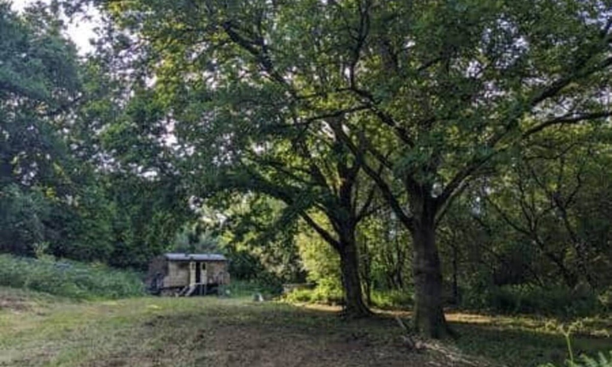 Liverton Cabin | Dingle Glenn secluded woodland cabin