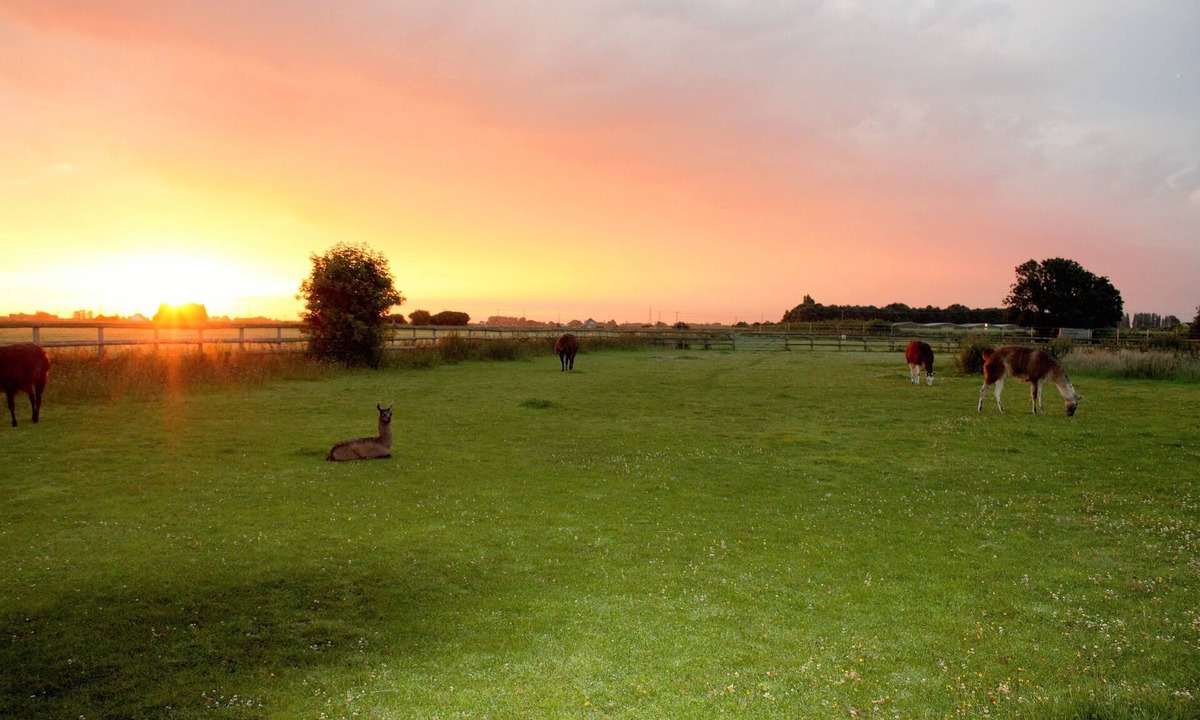 Wisbech Cabin | Glamping With Llamas