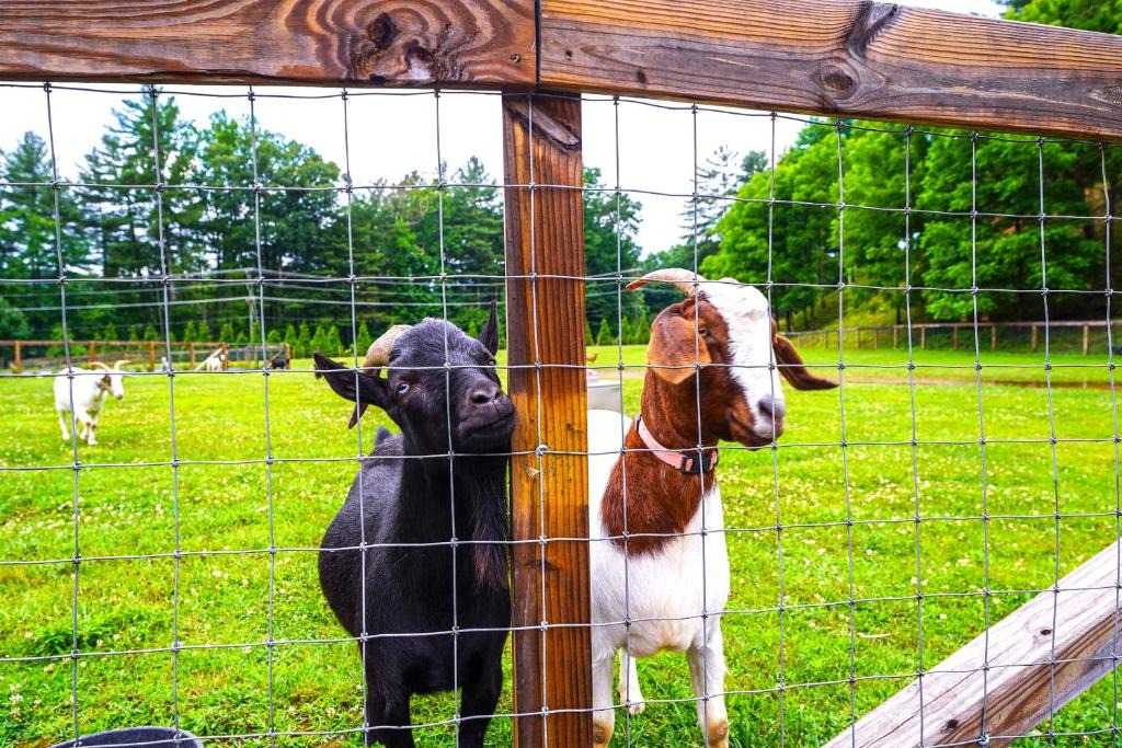 Pisgah Forest House | Pisgah Forest Farm Home Outdoor Pool and Games