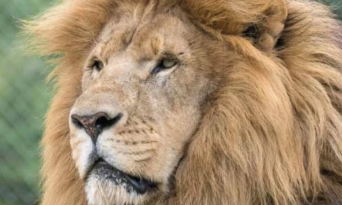 Burlington House | THE LIONS DEN Home Next to Lion & Tiger Reserve