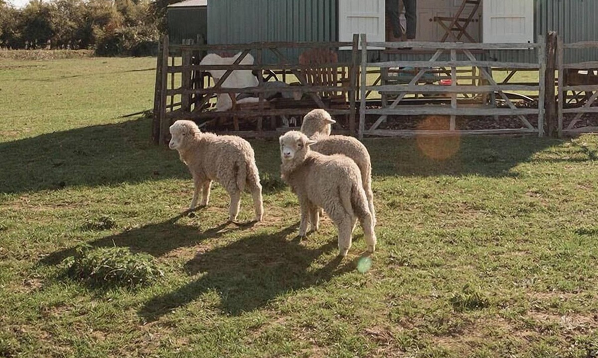 St Mary's Bay Cabin | The Lookerer by Bloom Stays - a rural shepherds hut with amazing views!