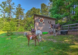 Rustic and Authentic Farm Stay by DuPont Forest!