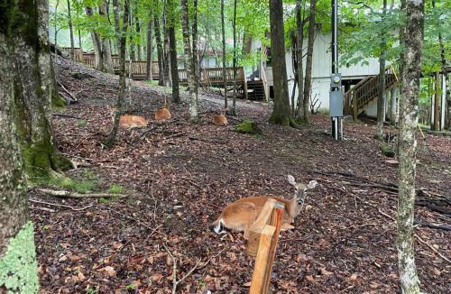 Charter Hills Ski Chalet | A Frame Beech Mountain Cabin 5 minutes from ski resort.
