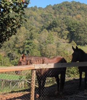 Waynesville House | Barn Guest House