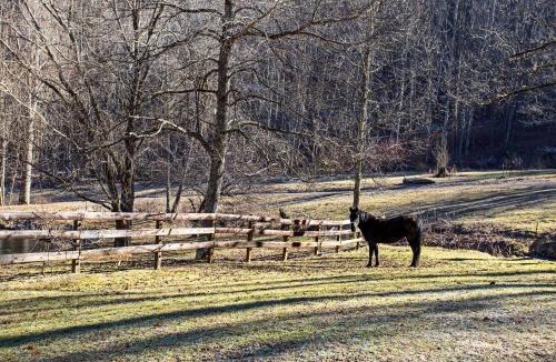 Waynesville House | Emerald Gate Farm Cabin with On-Site Fishing Pond!