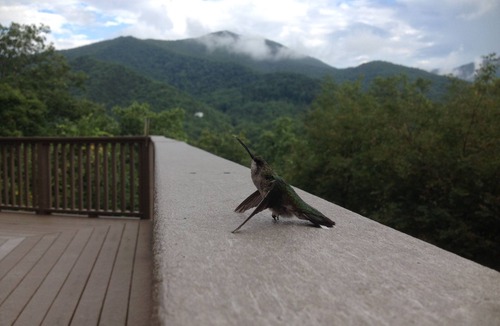 Canton House | Enjoy Beautiful Views of Cold Mountain from a huge deck at 3600' at "Old Sarum"