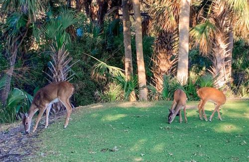 Saint Helena Island House | Fripp Island 101 Sandpiper Run