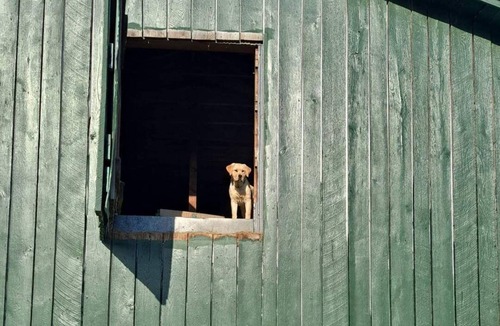 McLeansville House | Glamping in our 100 year old rustic bunkhouse on a 20 acre working horse farm !