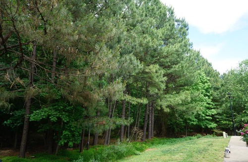 North Raleigh House | ❤️ of North Raleigh, Peaceful, Seasonal Pool, Keyless Entry - Pet Friendly!