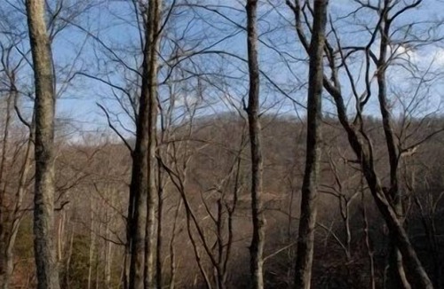 Maggie Valley Cabin | Roughin'it Cabin, Creek & Winter View, Pond, Atv Riding, Pets, Wifi, Secluded