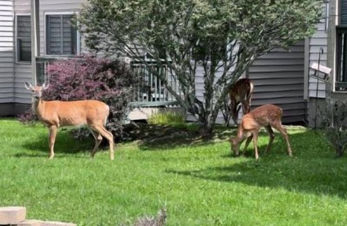 Banner Elk Condo | Slopes & Spokes Perfect Studio & Location Overlook Wedding Barn Disc - 4105
