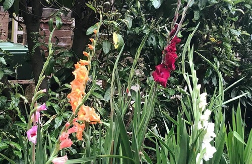 Cleedownton Apartment | Studio-lickeyhills-nearattractions-garden-1 Pet Ok