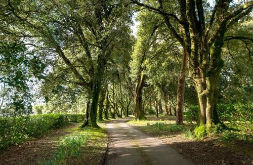 Saltash House | Tree Barn