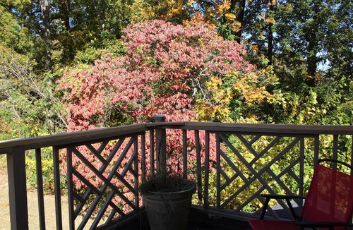 Greensboro Apartment | Treehouse on the Lake