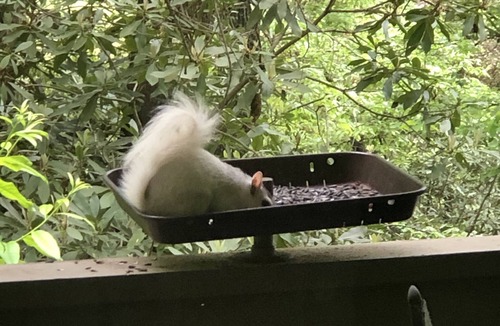 Pisgah Forest House | White Squirrel Lodge - Family friendly, pond & stream, breezy porches & wildlife