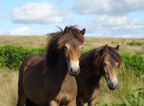 Exmoor BnB in Withypool in the heart of the moor