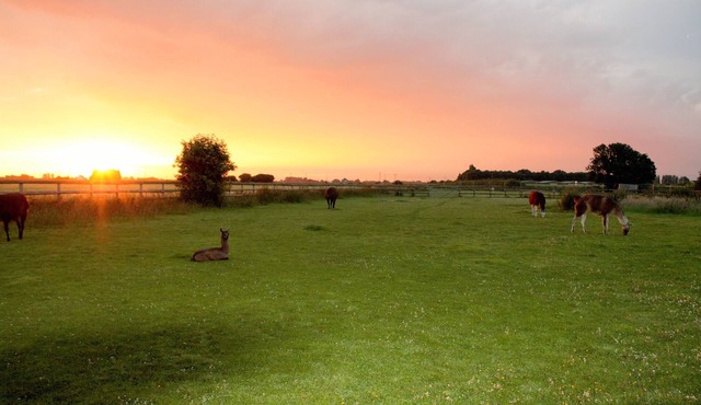Glamping With Llamas