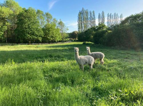 Hillcroft Holiday - Dragonfly Lodge, Woody Hut & Alpaca My Tipi Glamping