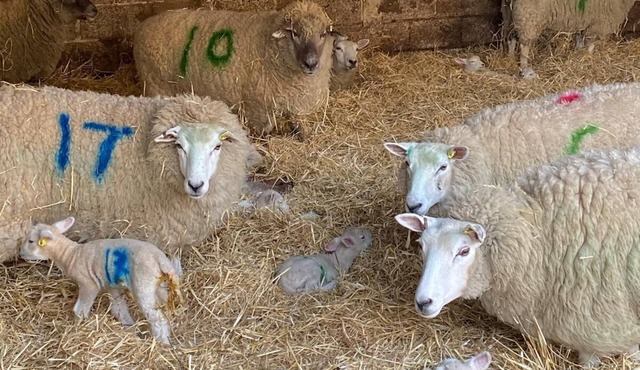 Leveret Lodge