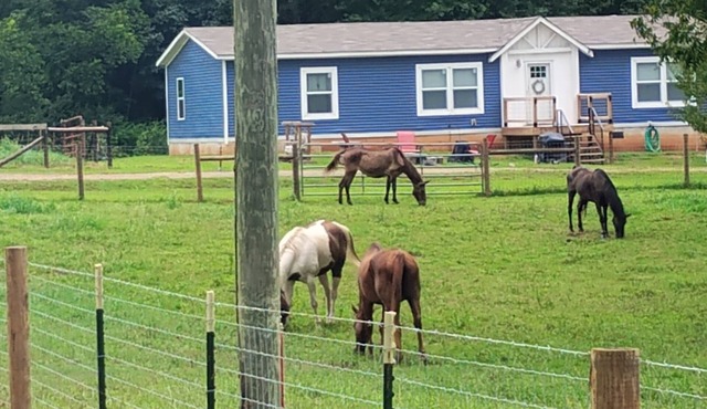 Roomy 3-bedroom horse & goat ranchette with hiking trails. Noccalula & Gadsden