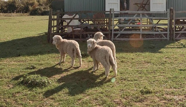 The Lookerer by Bloom Stays - a rural shepherds hut with amazing views!
