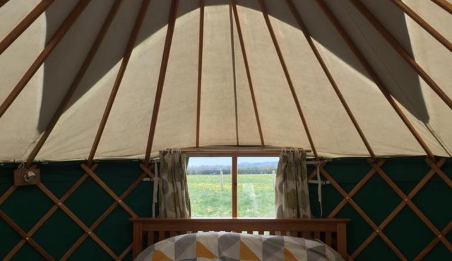 Yurt Ash tree