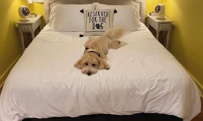 Mars Hill House | The Lemon Drop. ๐A Pupโs Dream Vacay!
