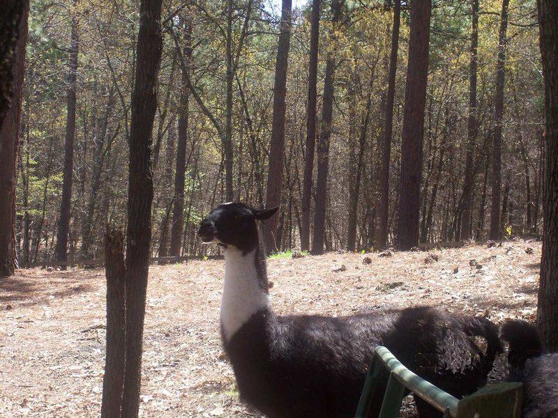 Photo of Others in Southern Pines