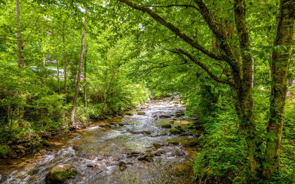 Photo of Others in Cullowhee