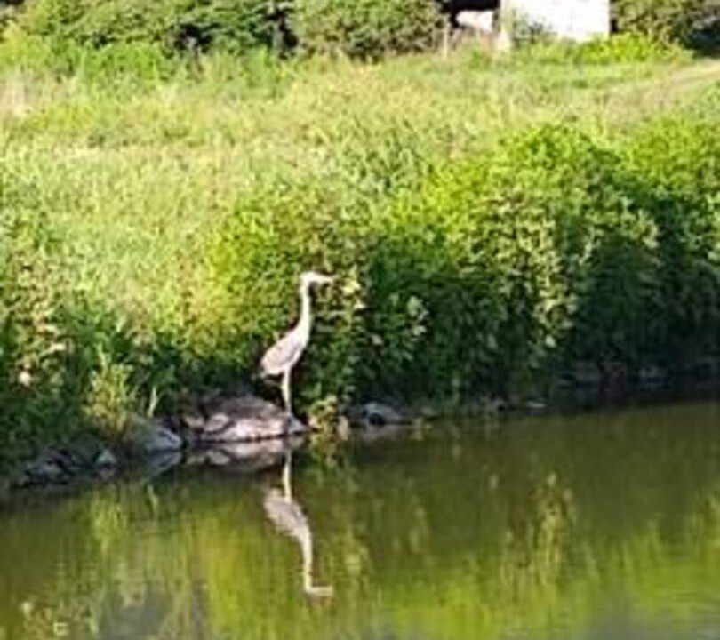 Photo of Others in Barnardsville