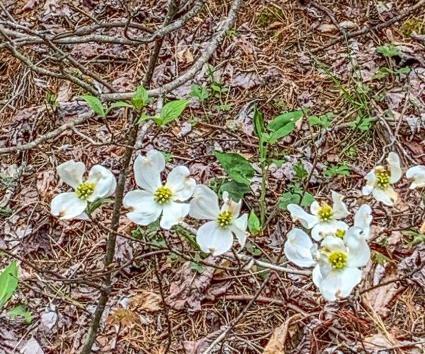Photo of Outdoor in Grassy Creek