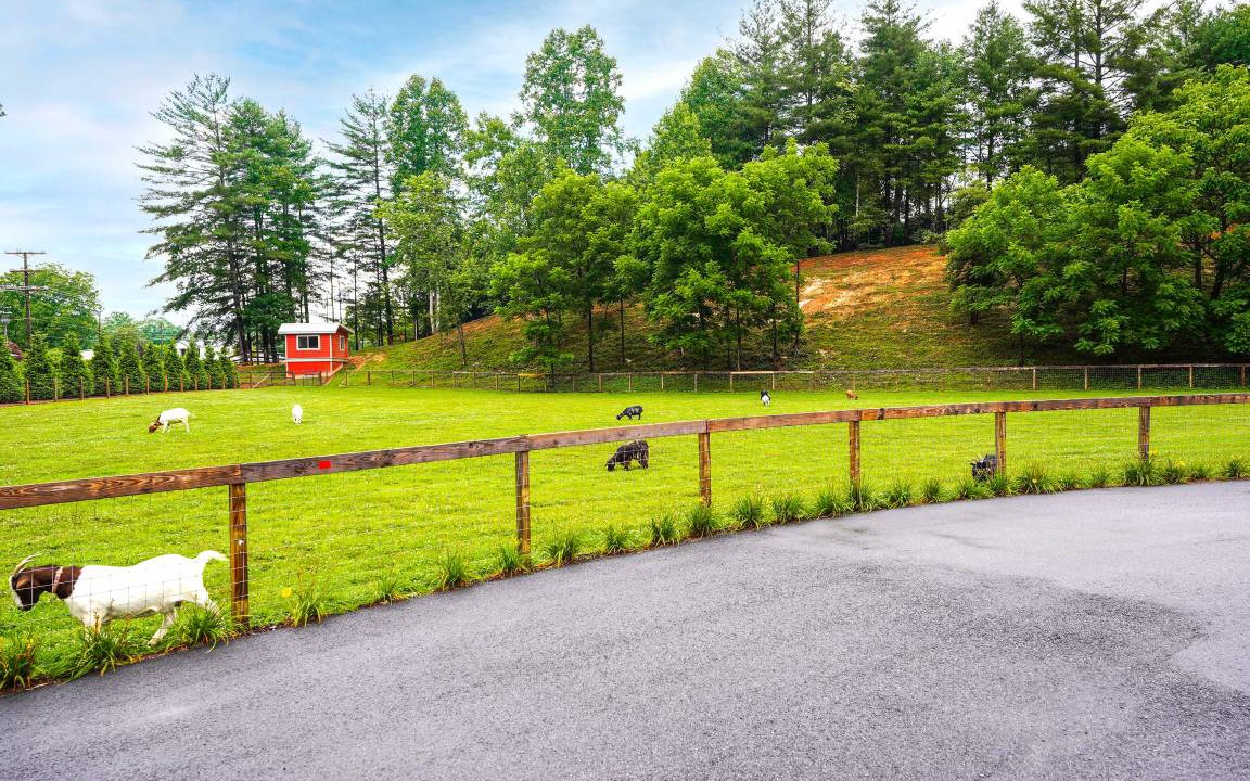 Photo of Others in Pisgah Forest