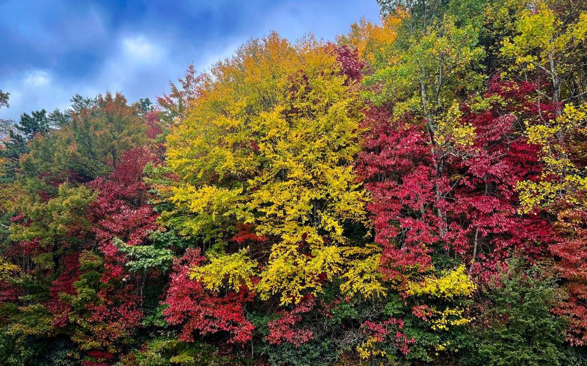 Photo of Others in Pisgah Forest