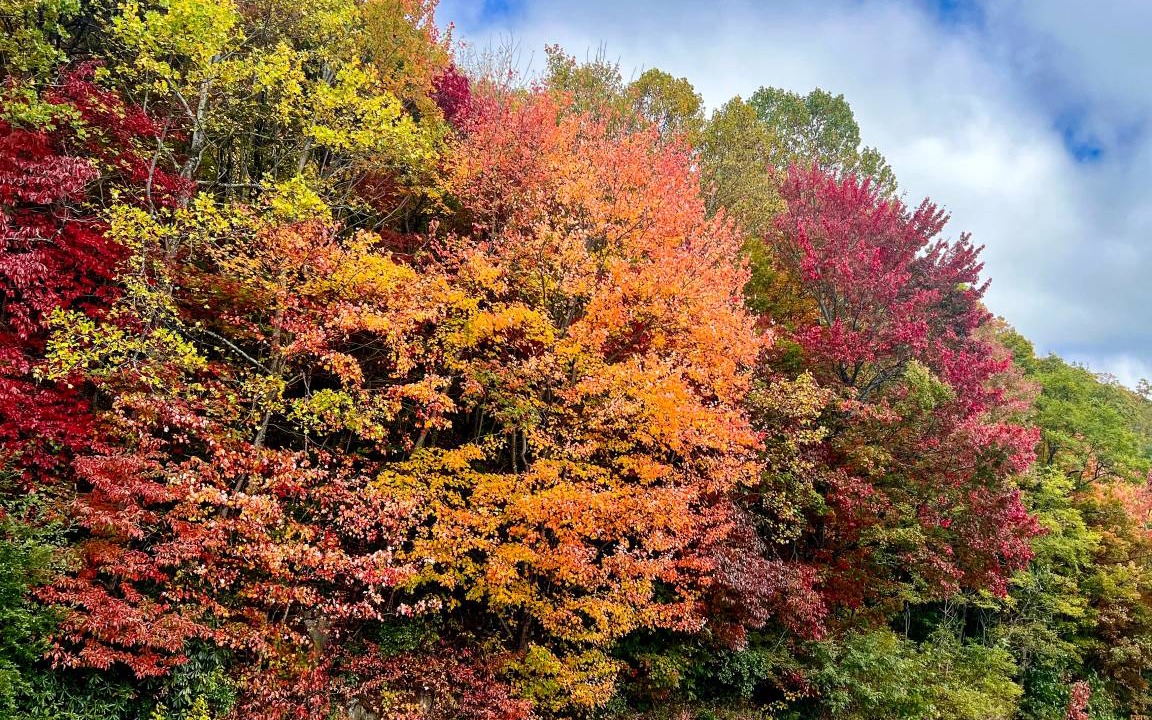 Photo of Others in Pisgah Forest