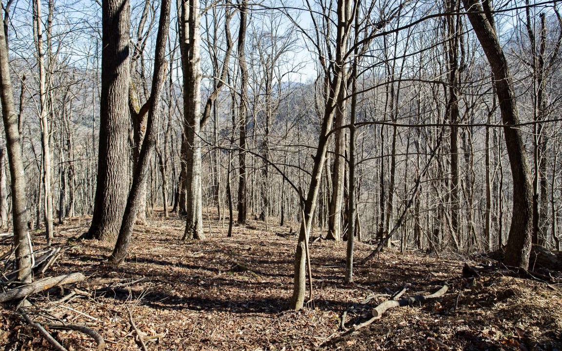 Photo of Others in Waynesville