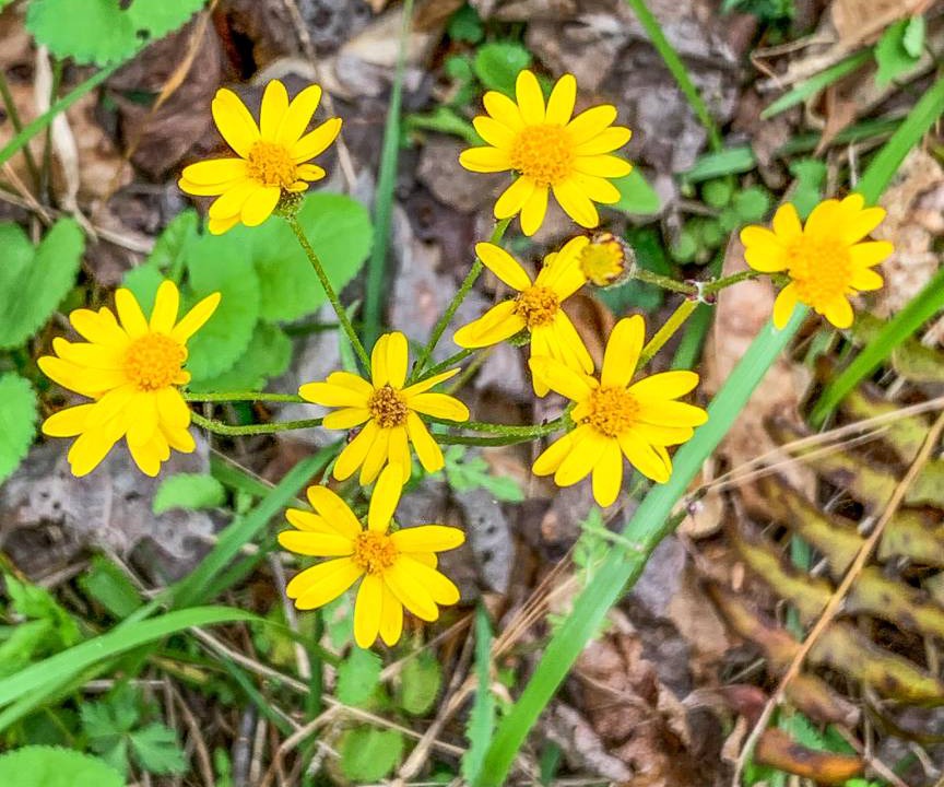 Photo of Others in Grassy Creek