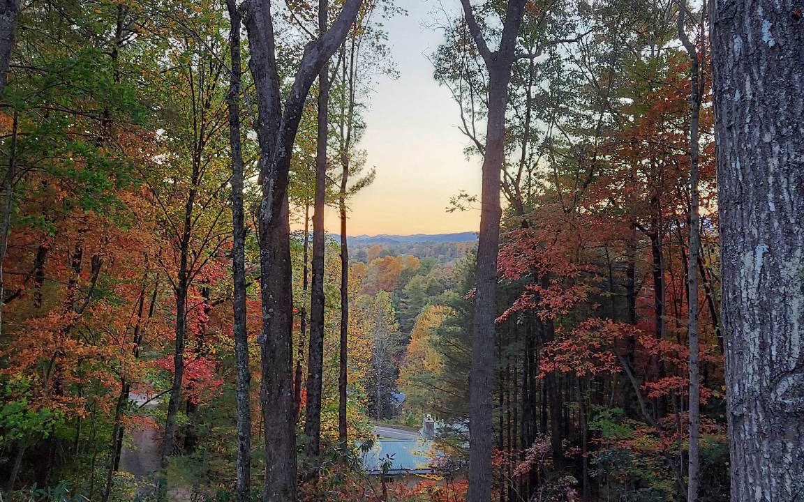 Photo of Others in Pisgah Forest