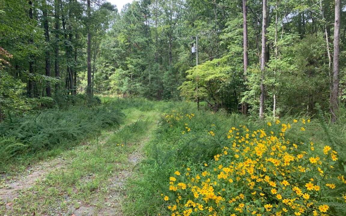 Photo of Outdoor in Cary