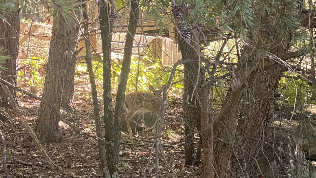 Photo of Outdoor in Traphill