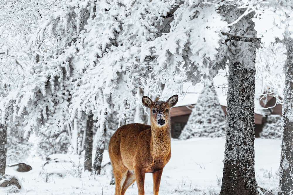 Photo of Others in Beech Mountain