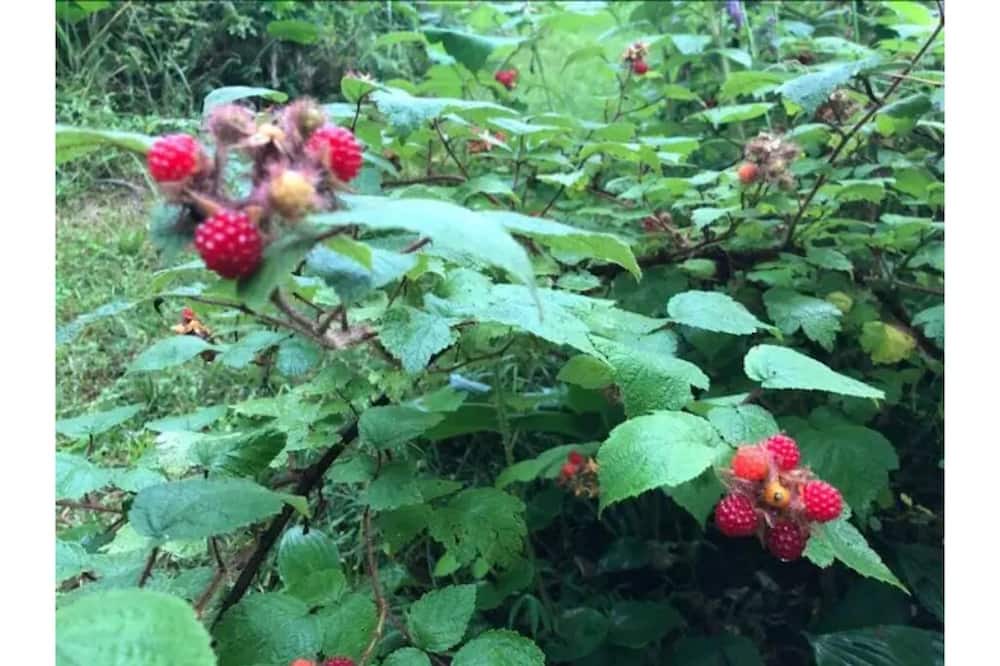 Photo of Outdoor in Weaverville