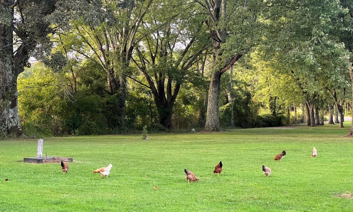 Photo of Others in Hohenwald