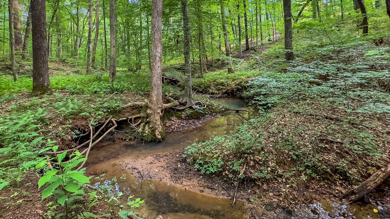 Photo of Others in Clearwater Creek