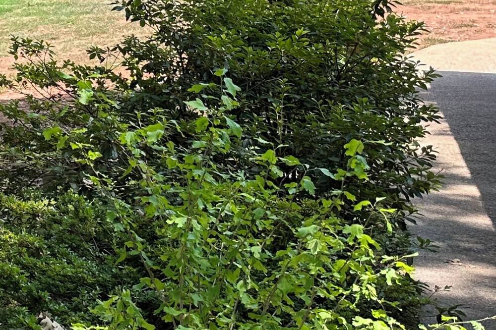 Photo of Outdoor in Wildwood Point