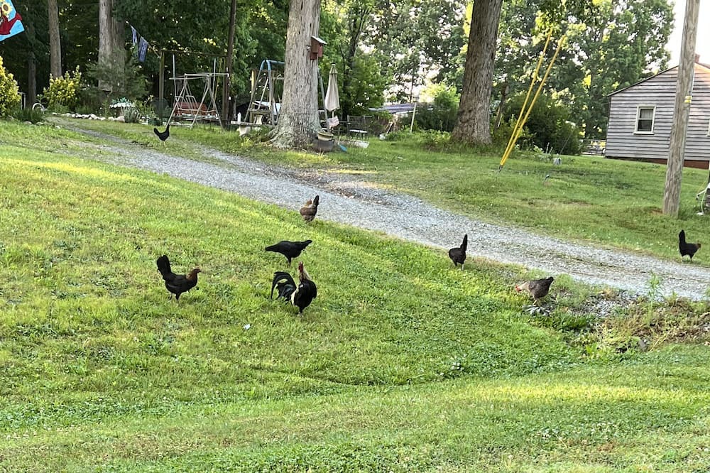 Photo of Outdoor in Mebane