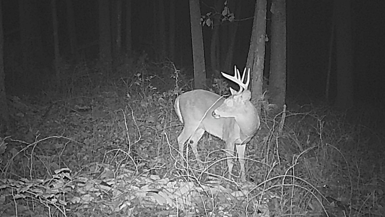 Photo of Others in Traphill