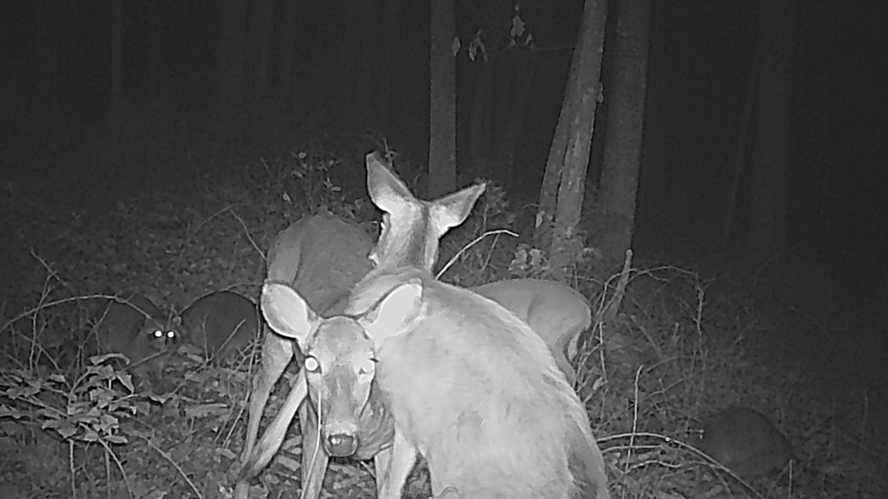 Photo of Others in Traphill