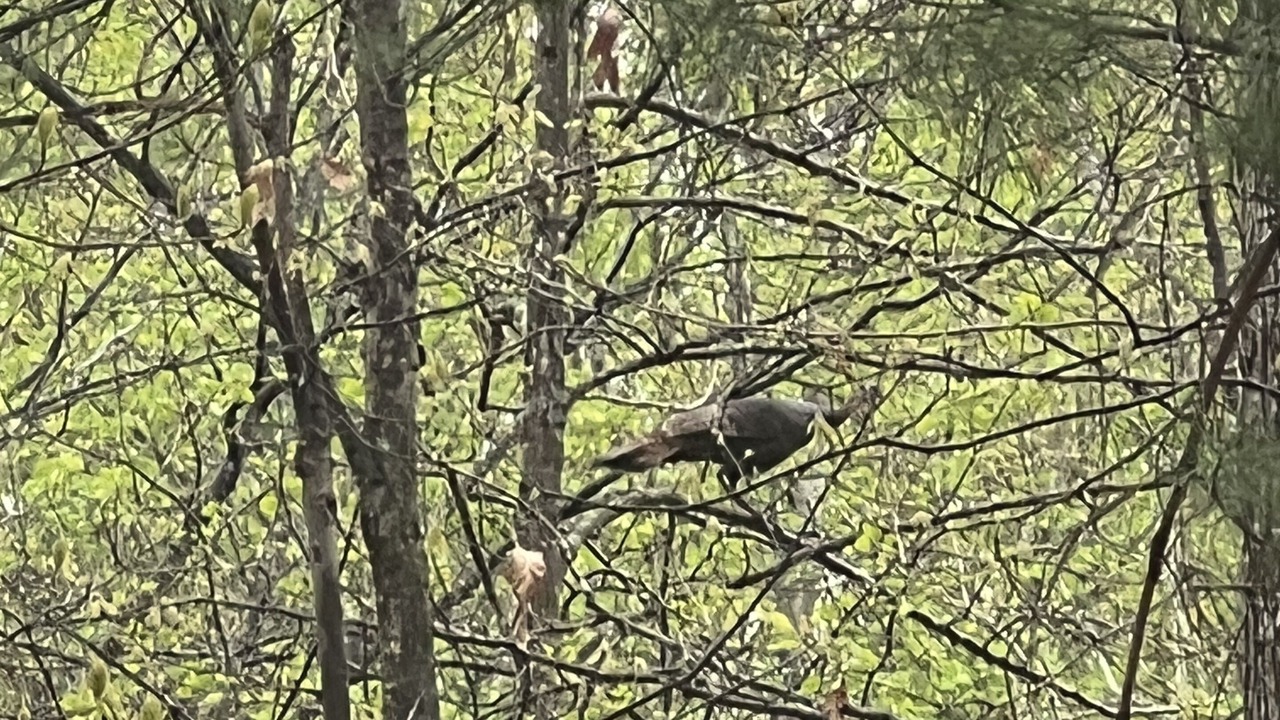 Photo of Others in Traphill