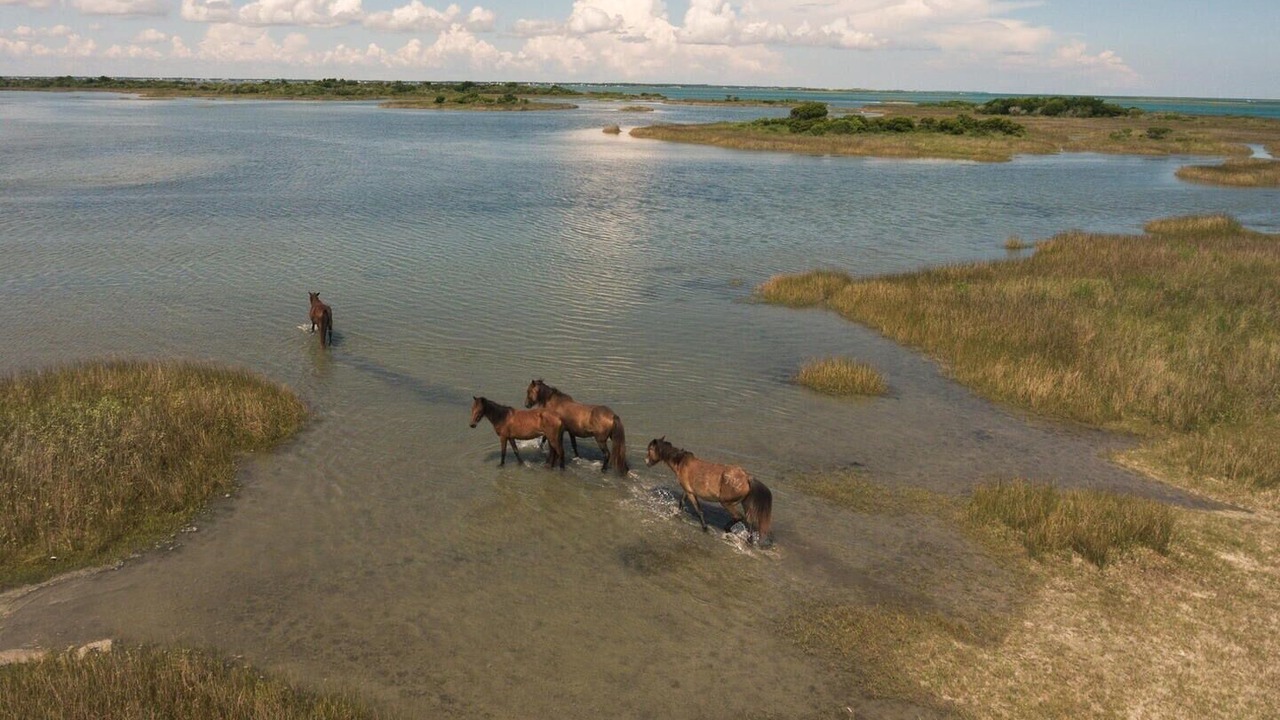Photo of Others in Harkers Island
